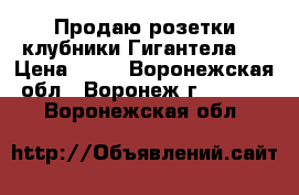 Продаю розетки клубники Гигантела.  › Цена ­ 25 - Воронежская обл., Воронеж г.  »    . Воронежская обл.